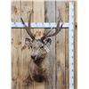 Image 1 : Rusa Deer Shoulder Mount Taxidermy