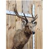 Image 2 : Rusa Deer Shoulder Mount Taxidermy