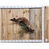 Image 1 : North American Fisher Full Body Taxidermy Mount