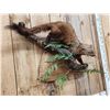 Image 2 : North American Fisher Full Body Taxidermy Mount
