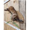 Image 3 : North American Fisher Full Body Taxidermy Mount