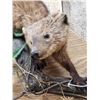 Image 4 : North American Fisher Full Body Taxidermy Mount