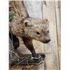 Image 5 : North American Fisher Full Body Taxidermy Mount