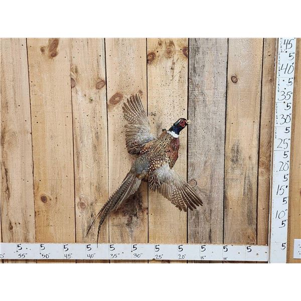 Ringneck Pheasant In Flight Bird Taxidermy
