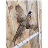 Image 2 : Ringneck Pheasant In Flight Bird Taxidermy