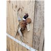 Image 3 : Ringneck Pheasant In Flight Bird Taxidermy