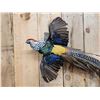 Image 2 : Lady Amherst Pheasant In Flight Bird Taxidermy