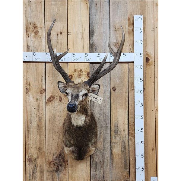 Rusa Deer Shoulder Mount Taxidermy