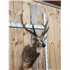 Image 2 : Rusa Deer Shoulder Mount Taxidermy