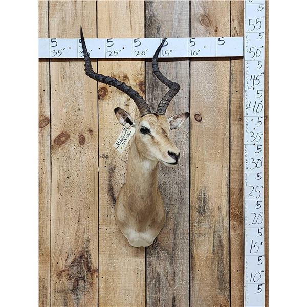 African Impala Shoulder Mount Taxidermy