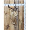 Image 1 : African Impala Shoulder Mount Taxidermy