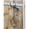 Image 2 : African Impala Shoulder Mount Taxidermy