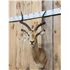 Image 3 : African Impala Shoulder Mount Taxidermy