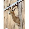 Image 4 : African Impala Shoulder Mount Taxidermy