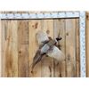 Image 1 : Ringneck Pheasant In Flight Bird Taxidermy