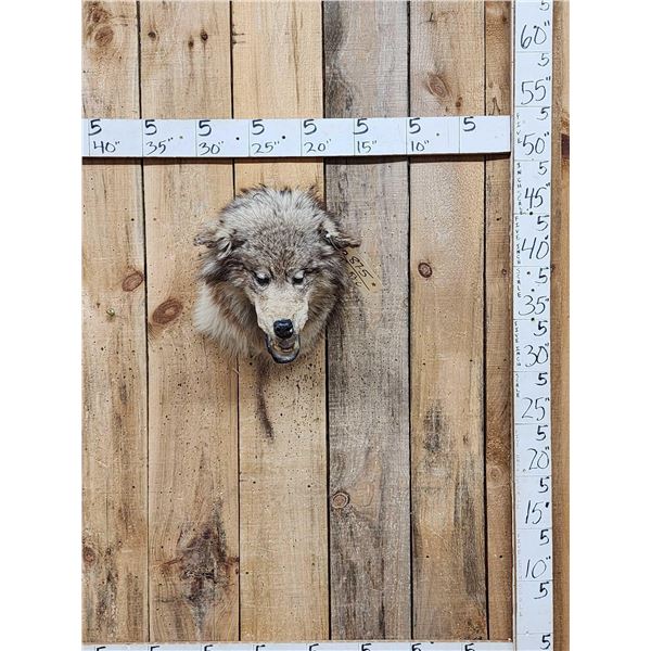 Alaskan Wolf Shoulder Mount Taxidermy