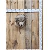 Image 1 : Alaskan Wolf Shoulder Mount Taxidermy