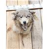 Image 2 : Alaskan Wolf Shoulder Mount Taxidermy