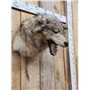 Image 3 : Alaskan Wolf Shoulder Mount Taxidermy