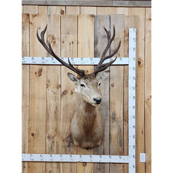 Stag Shoulder Mount Taxidermy