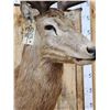 Image 3 : Stag Shoulder Mount Taxidermy
