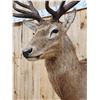 Image 5 : Stag Shoulder Mount Taxidermy