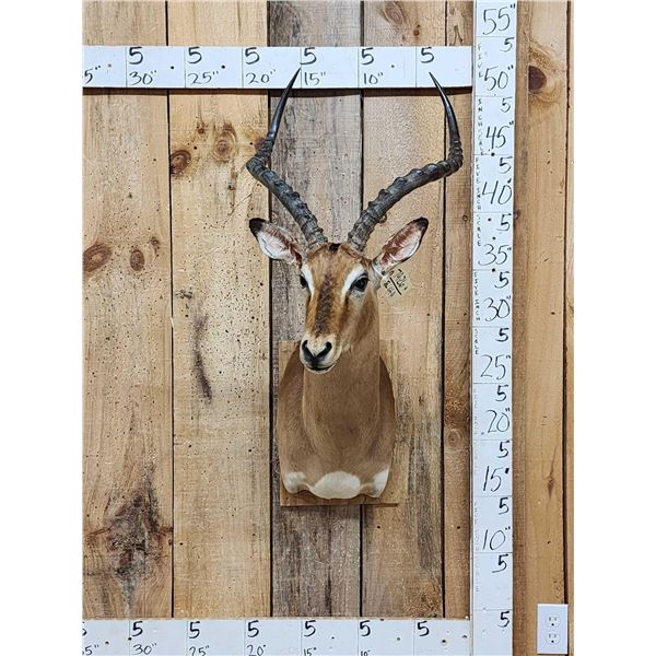 African Impala Shoulder Mount Taxidermy