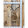 Image 1 : African Impala Shoulder Mount Taxidermy