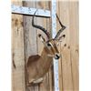 Image 2 : African Impala Shoulder Mount Taxidermy