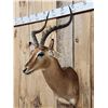 Image 3 : African Impala Shoulder Mount Taxidermy