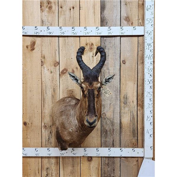 African Hartebeest Shoulder Mount Taxidermy