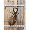 Image 1 : African Hartebeest Shoulder Mount Taxidermy
