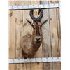 Image 2 : African Hartebeest Shoulder Mount Taxidermy