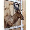Image 3 : African Hartebeest Shoulder Mount Taxidermy