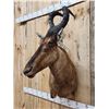 Image 4 : African Hartebeest Shoulder Mount Taxidermy