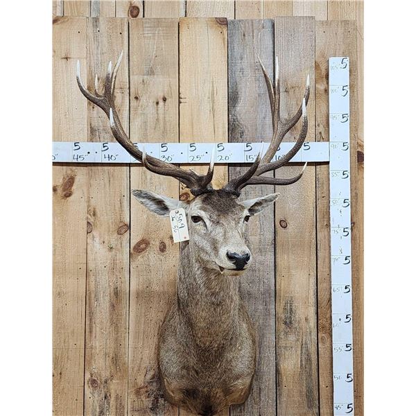 Red Stag Shoulder Mount Taxidermy