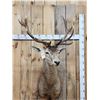 Image 1 : Red Stag Shoulder Mount Taxidermy