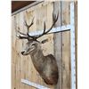 Image 3 : Red Stag Shoulder Mount Taxidermy