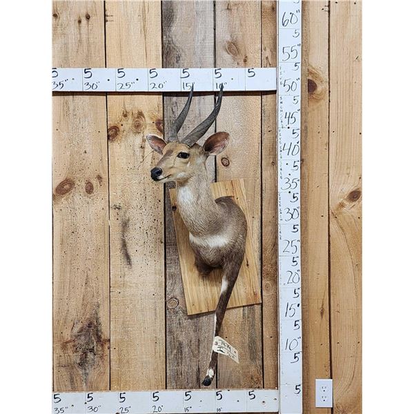 African Bush Buck Half Body Taxidermy Mount