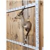 Image 3 : African Bush Buck Half Body Taxidermy Mount