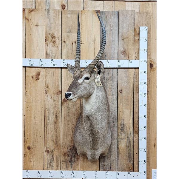 African Waterbuck Shoulder Mount Taxidermy