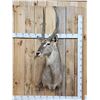 Image 1 : African Waterbuck Shoulder Mount Taxidermy