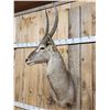 Image 3 : African Waterbuck Shoulder Mount Taxidermy