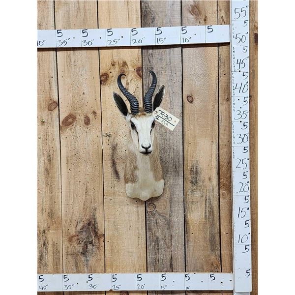African Springbok Shoulder Mount Taxidermy