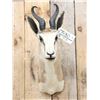 Image 2 : African Springbok Shoulder Mount Taxidermy