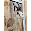 Image 3 : African Springbok Shoulder Mount Taxidermy