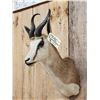 Image 4 : African Springbok Shoulder Mount Taxidermy