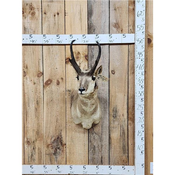 Pronghorn Antelope Shoulder Mount Taxidermy