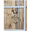 Image 1 : Pronghorn Antelope Shoulder Mount Taxidermy