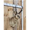 Image 2 : Pronghorn Antelope Shoulder Mount Taxidermy